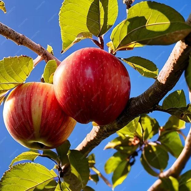 De Appelhoeve Terschuur Kültér fotó